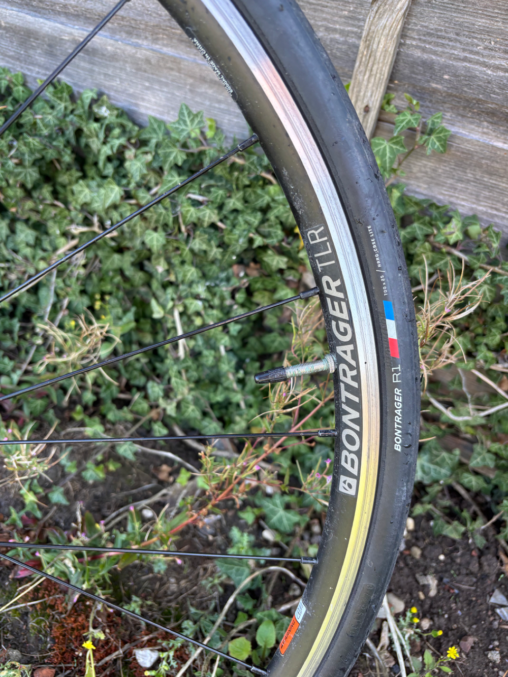 Trek Domane AL 2 2024