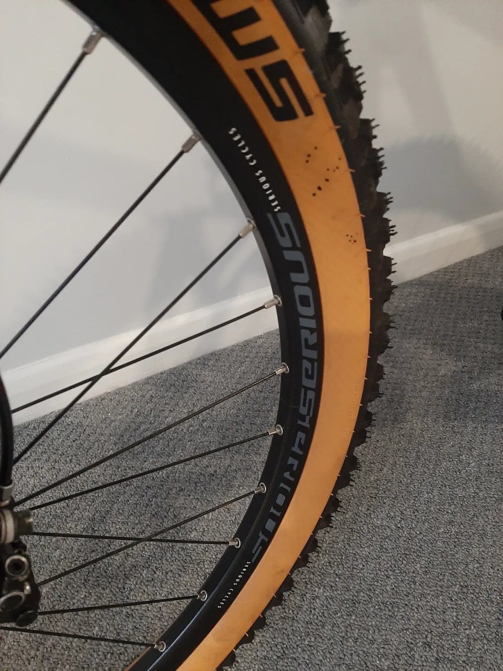 Serious cycles Global  Shoreline  2021