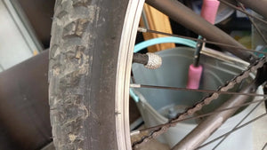 Tiger cycles Hazard 2019
