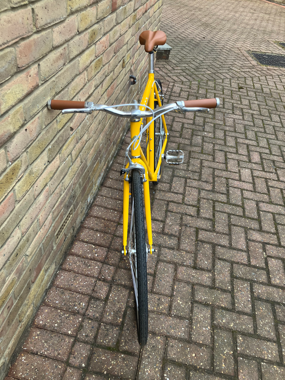 Steed Thoroughbred  2025