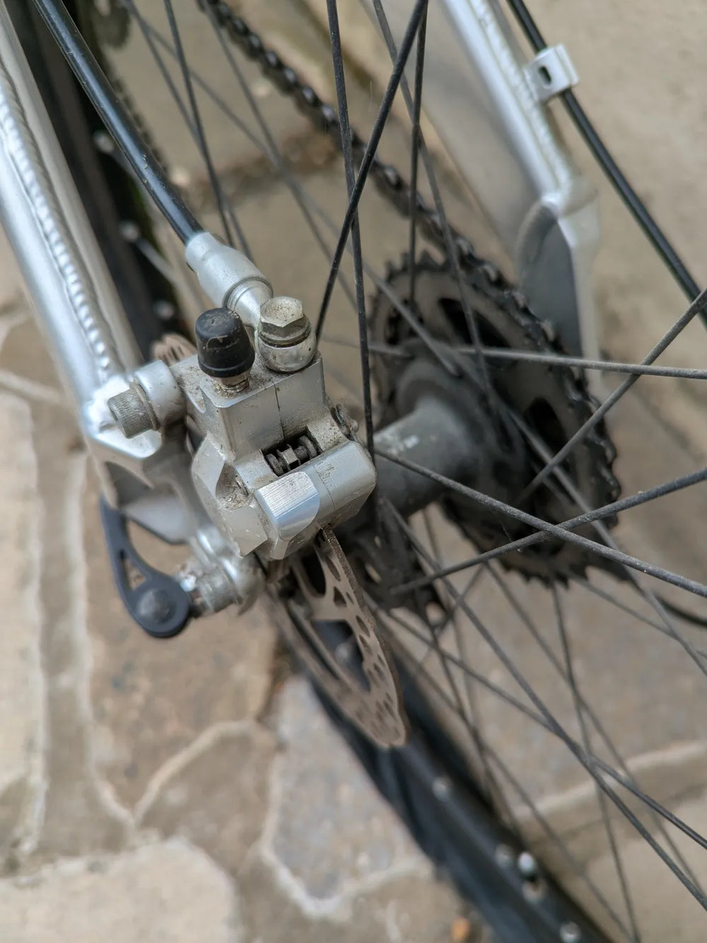 Marin Rift Zone 2 2004